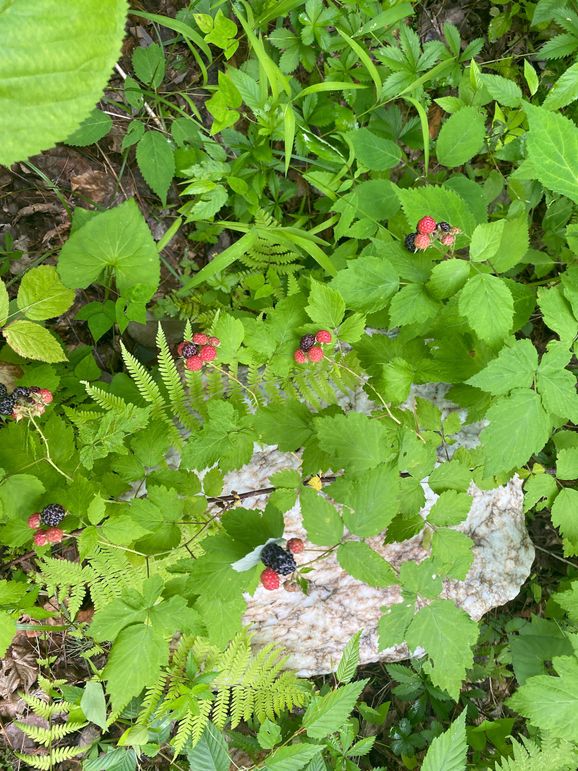 Swain 39 Tysinger-12