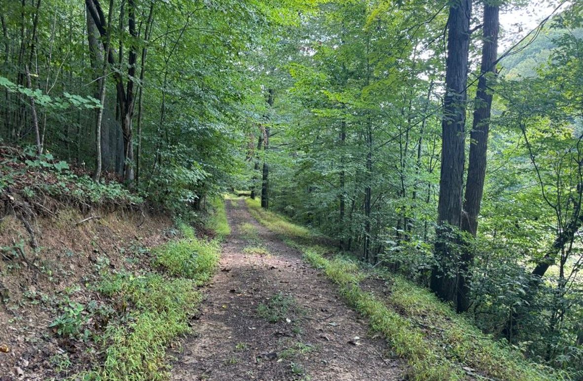 002 road leading into the cabin after entering the gate
