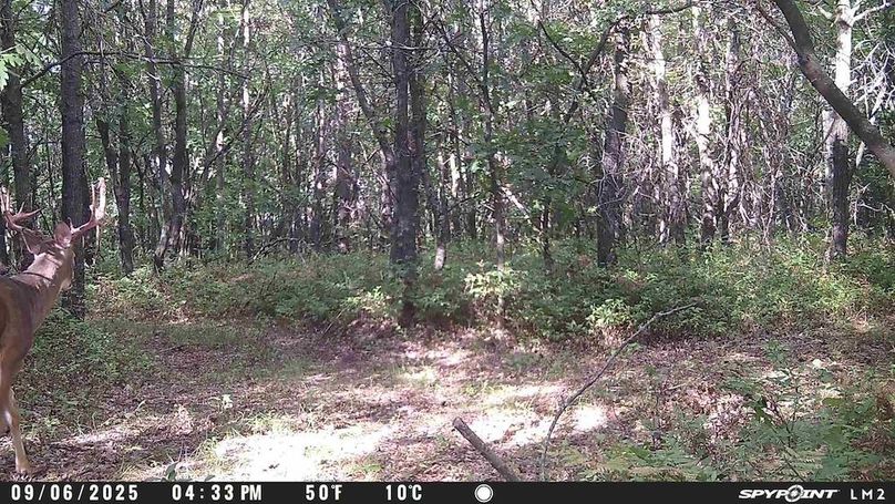 Trailcam9