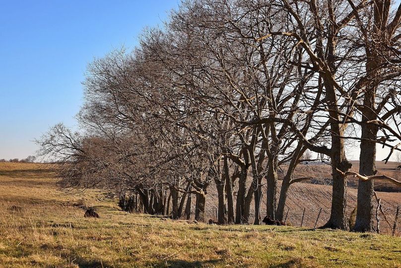 5 Buchanan 252.69 Tract 1