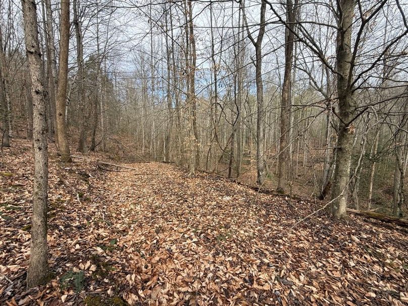 007 old logging road near the bottom of the valley