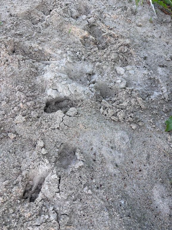 IMG_3809