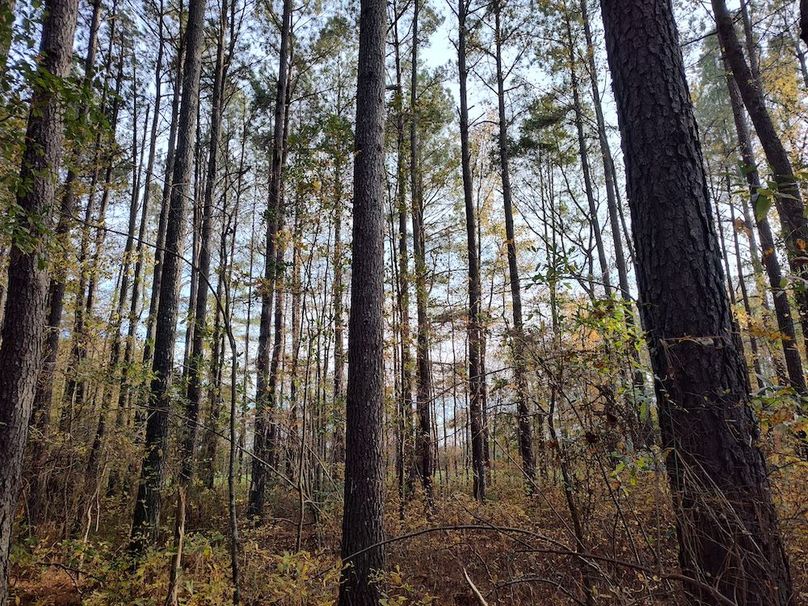 IMG_20251105_153354223_HDR