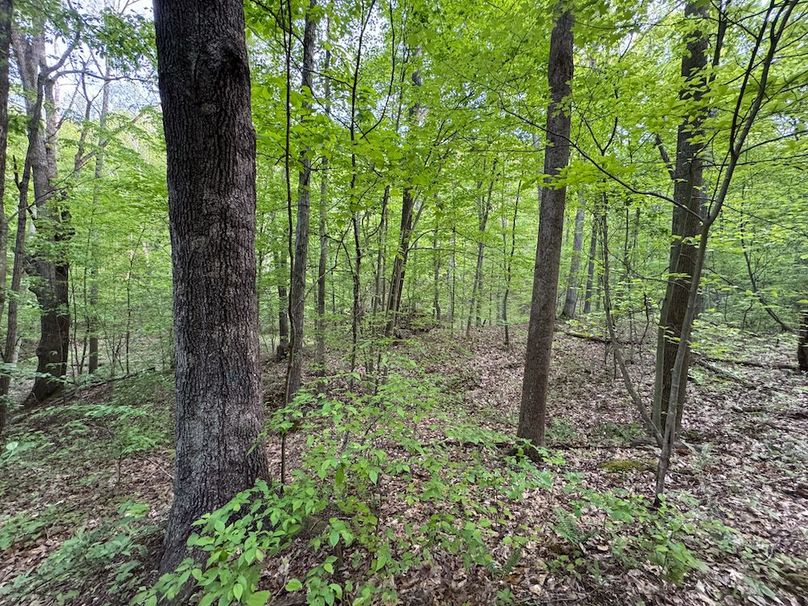 Wirt, WV 145.69 AC 273 Wildflower-13