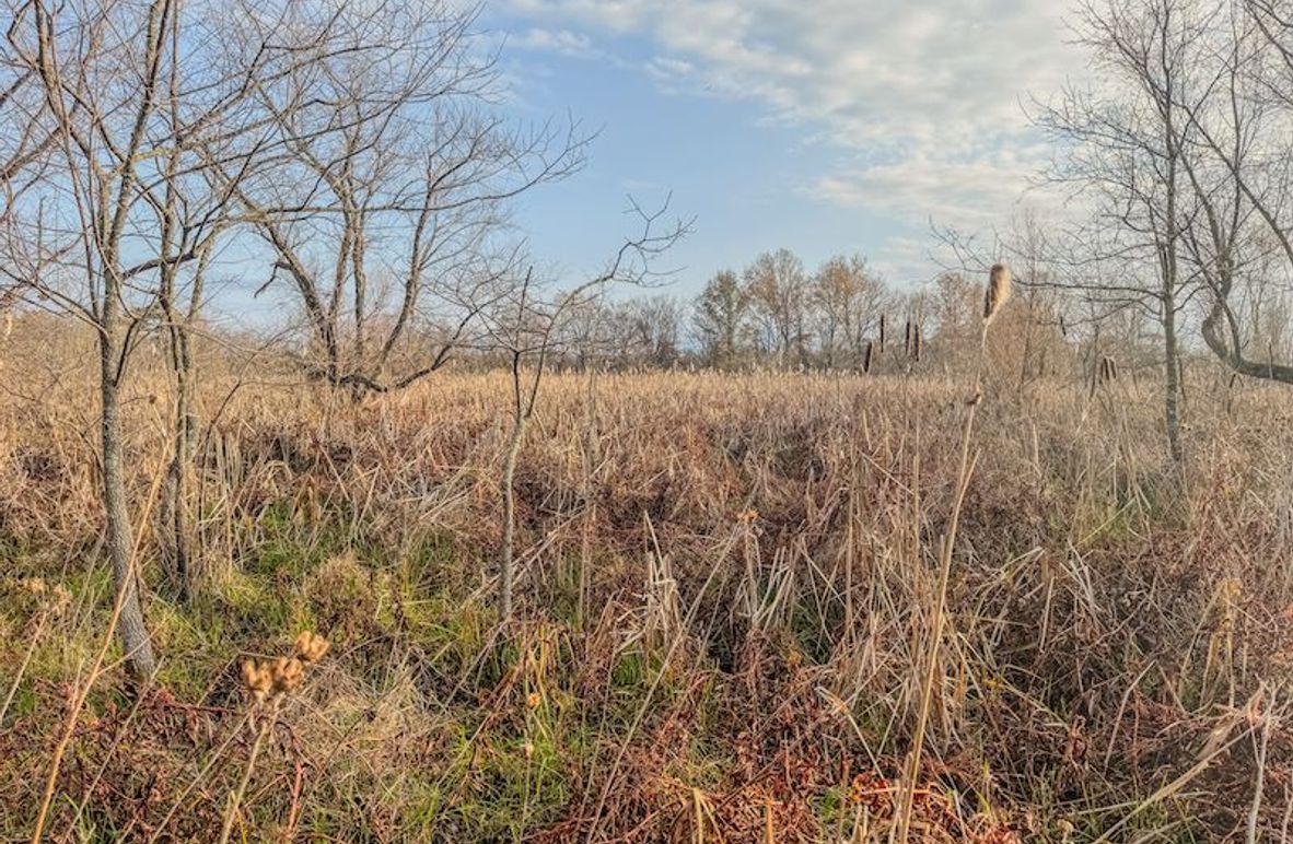 Monroe 80 Driver Dixon (Final Frontier) -05