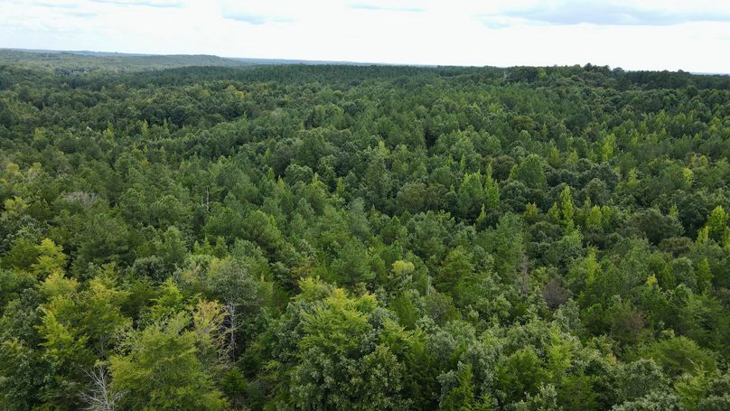 dji_fly_20230808_153828_257_1691523517801_photo