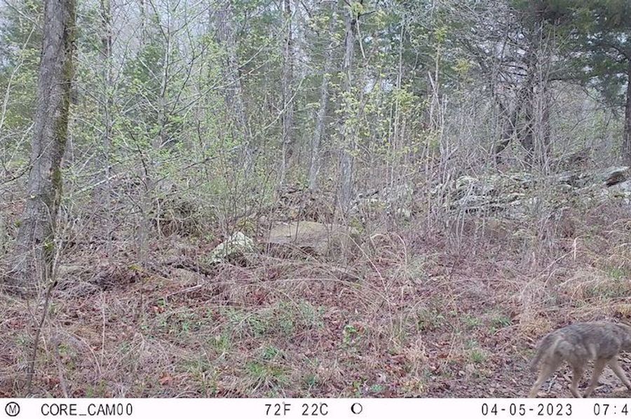 coyote 1