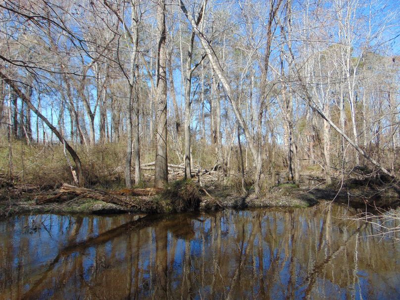 Timber Tract On The Pasquotank River Whitetail Properties