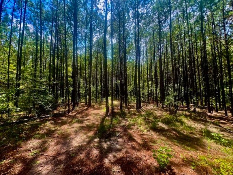 049081A8-9009-4495-8A47-A40DCE85F40A_1_105_c