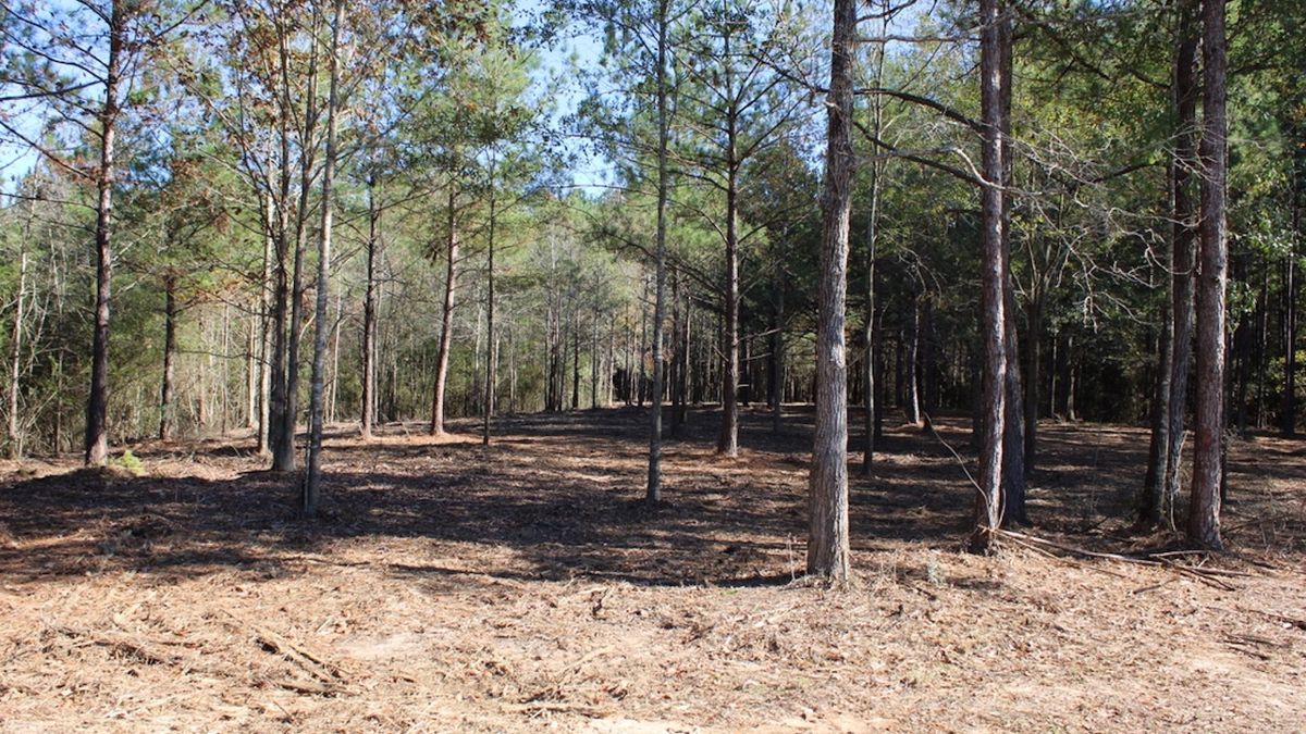Awesome House Site In Sumrall School District Whitetail Properties
