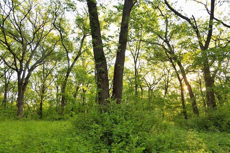 woods split walnut far