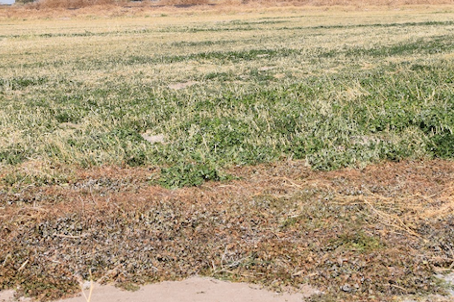 Photo #5