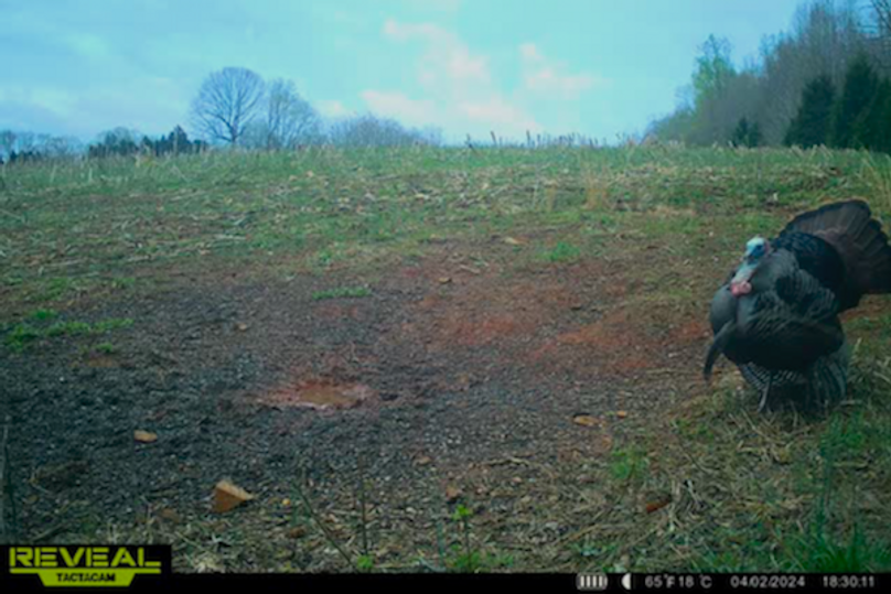 trail cam11