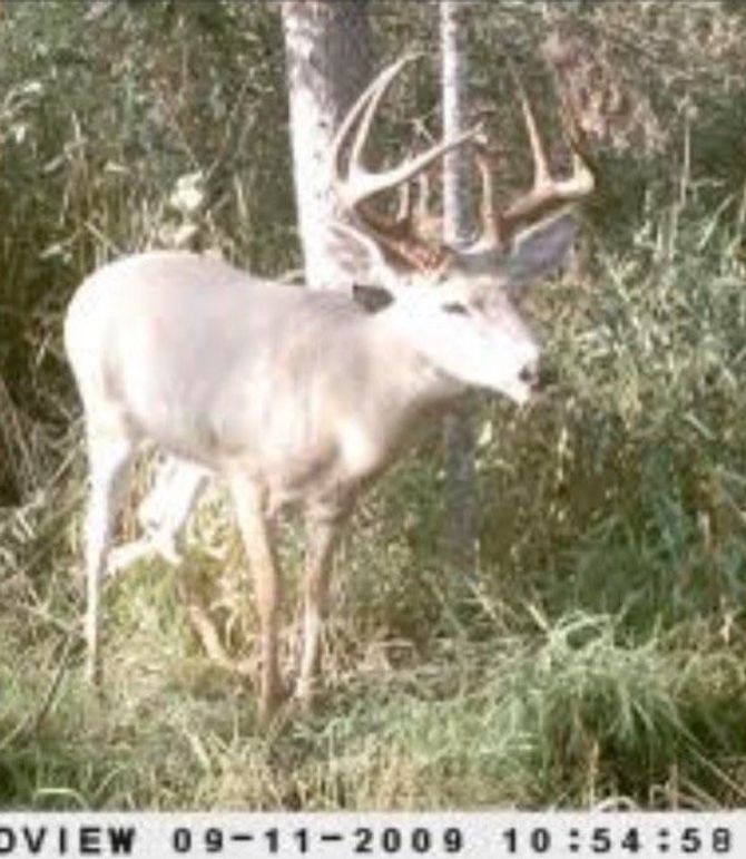 buck 1