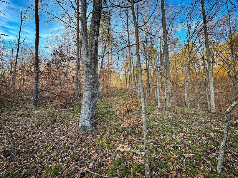 Jackson, WV 118.94 AC Shafer-092