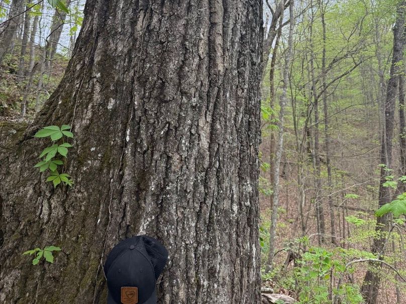 009 Did I Mention Large Oaks