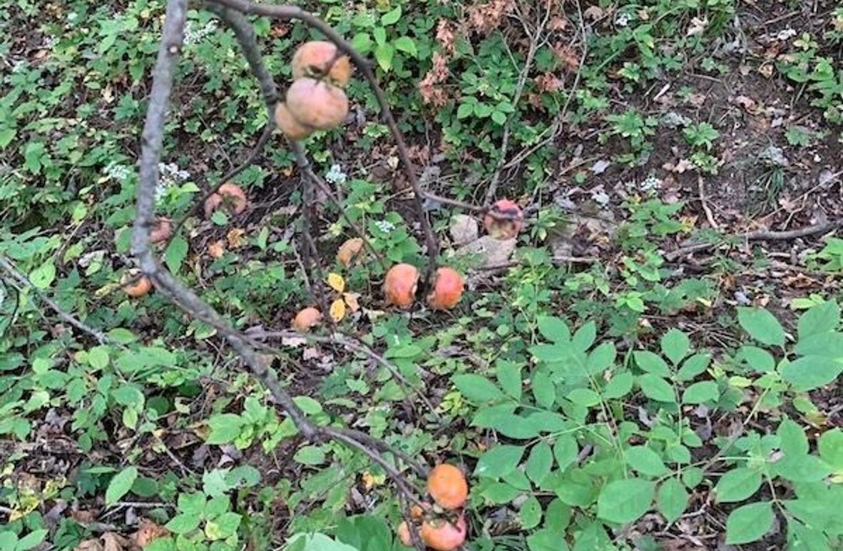 2f