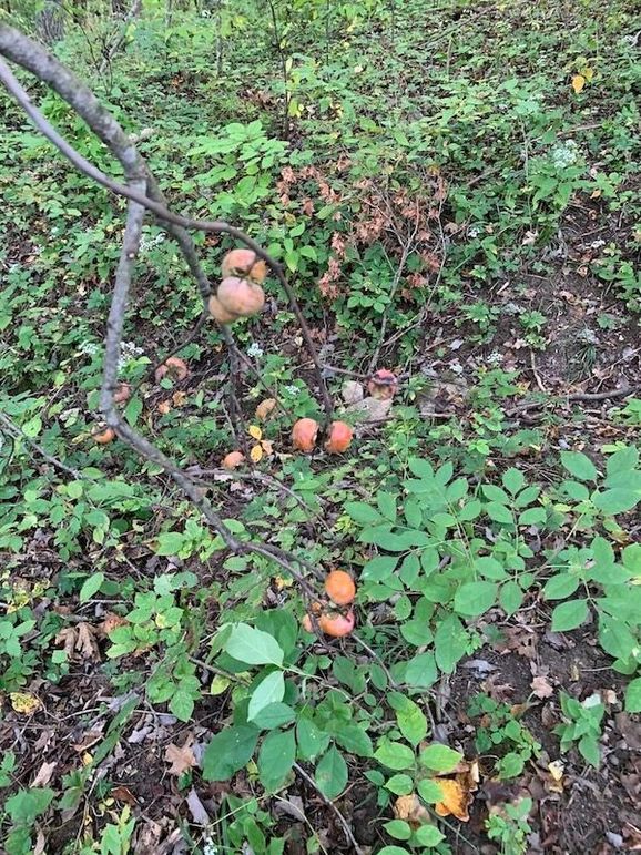 2f