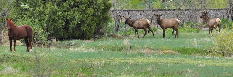 3Bulls1Horse-May2019