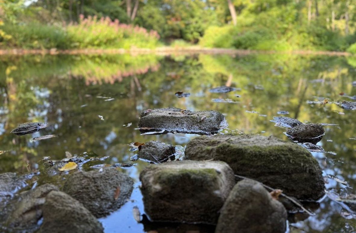 Cayuga_5.7_Cotten Photo 4