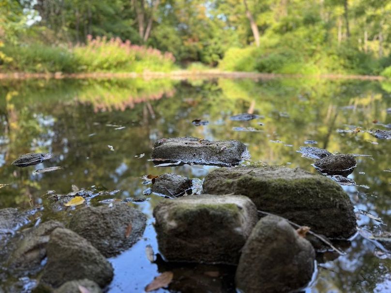 Cayuga_5.7_Cotten Photo 4