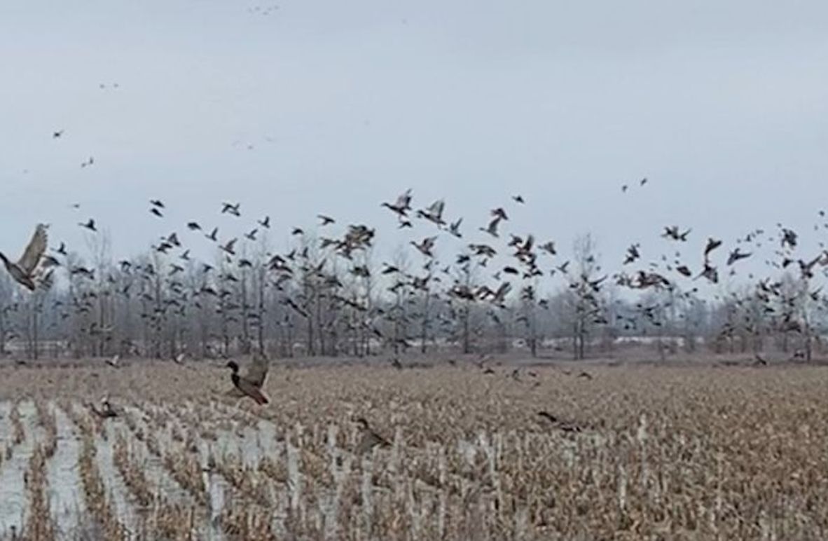 (2)Ducks Getting up