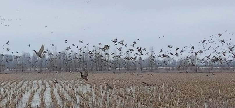 (2)Ducks Getting up