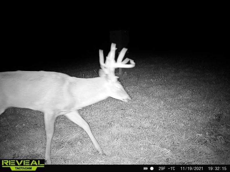 05 big mature buck on the move