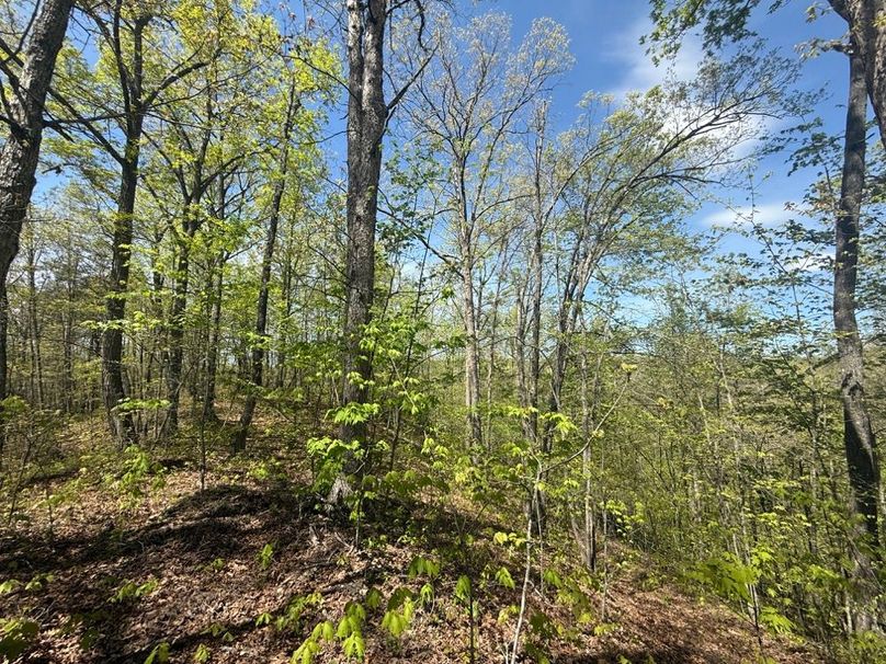 009 mixture of new growth and older timber