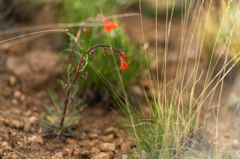 Lake CO 5.37 - 013 Wildflowers