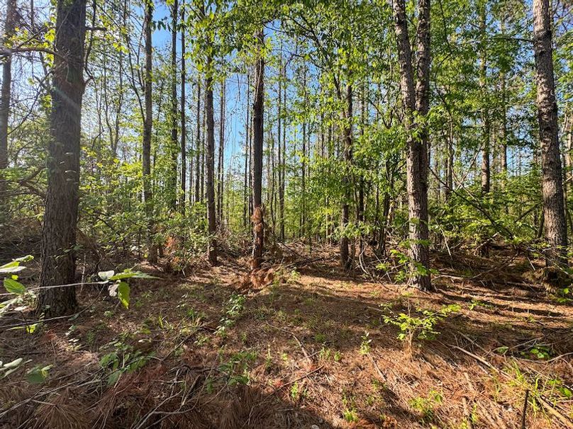 Tallahatchie 44 Newman (Crowden) Wide-14