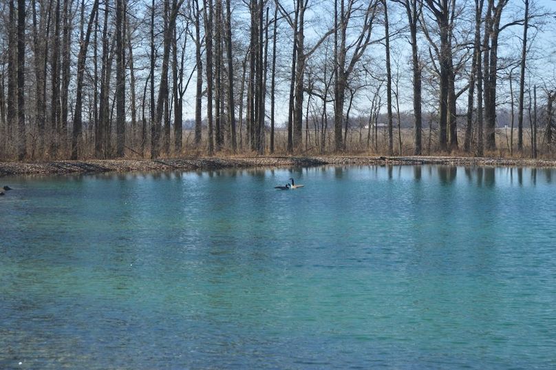 Geese in pond 2