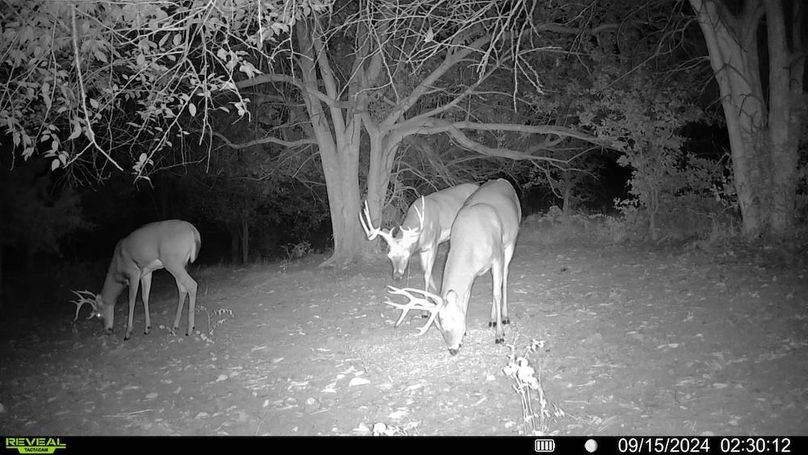 Trail Cam 0.1 