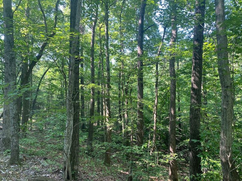 009 some of the mature forested area near the west boundary copy