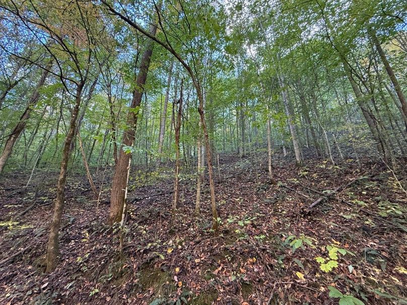 008 forested area in the lower elevations