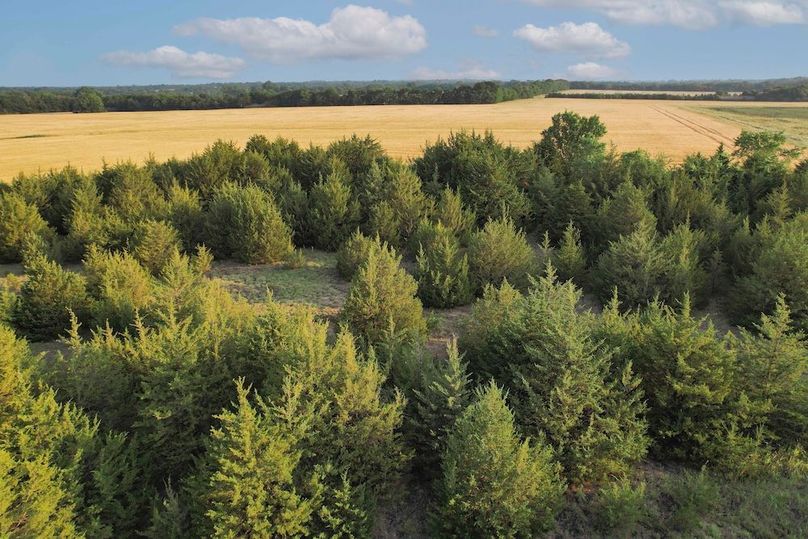 Lamar County- 92.66 Acres (25 of 29)