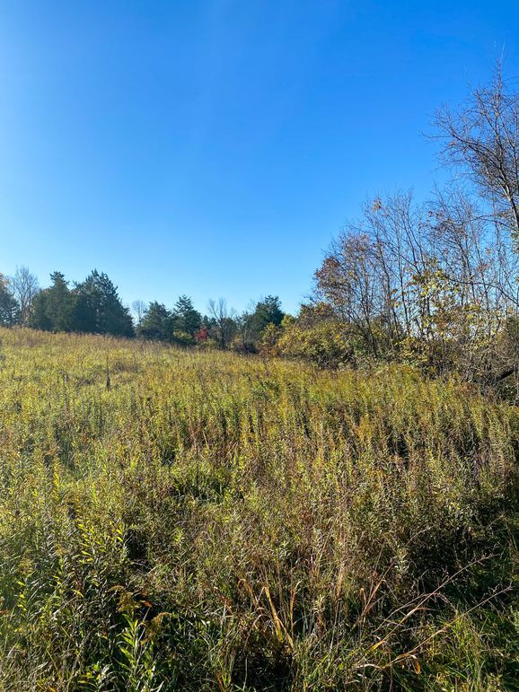 Lewis Johnson 78 002