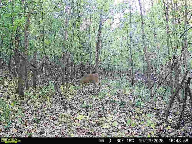 860516067504427-60-2-10232025164858-V-W1002283