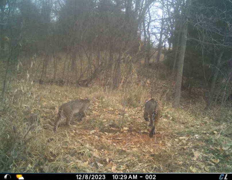 double bobcat