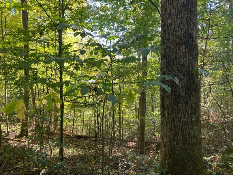 006 big mature hickory tree in the northern valley