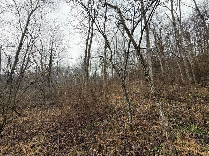 010 some wooly looking thickets on the hillside near the fields, perfect wildlife cover and browse