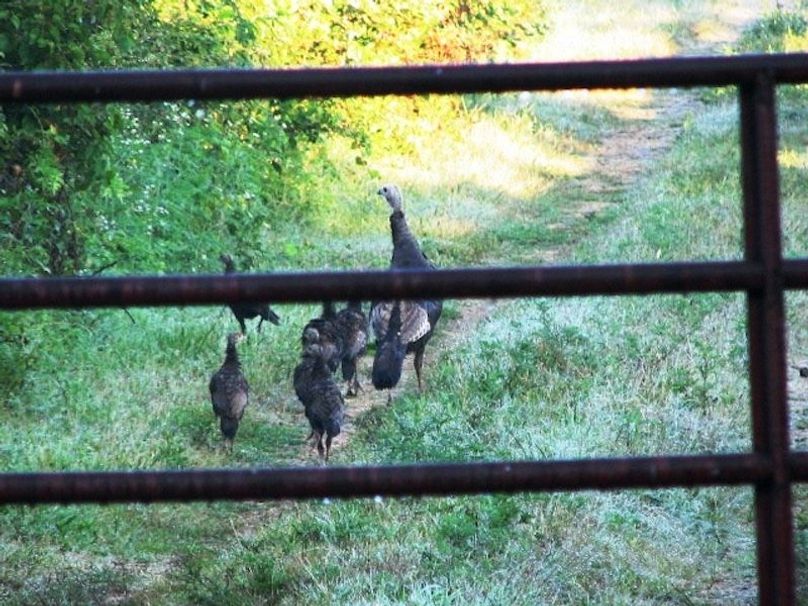 Turkeys on the farm