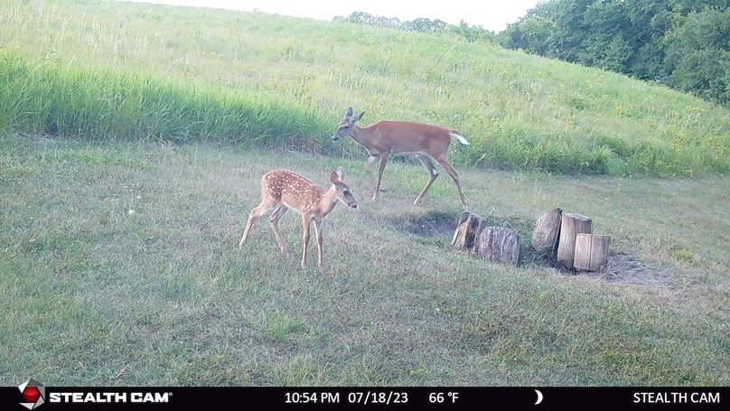Doe and Fawn July 23