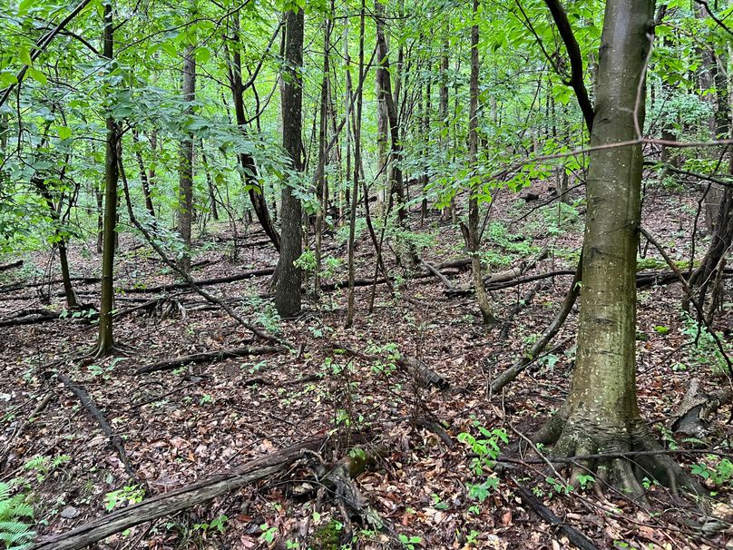 Wirt, WV 150.75 AC Tinnell-38