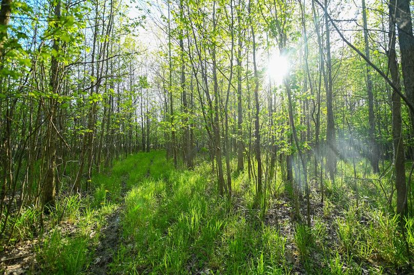 vandalia 450 (2)-3027