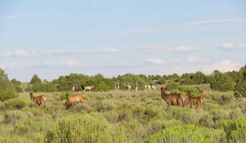 Elk and pronghorn
