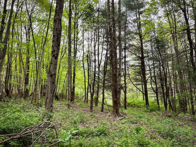 Tioga_78_Biada_Photos_28