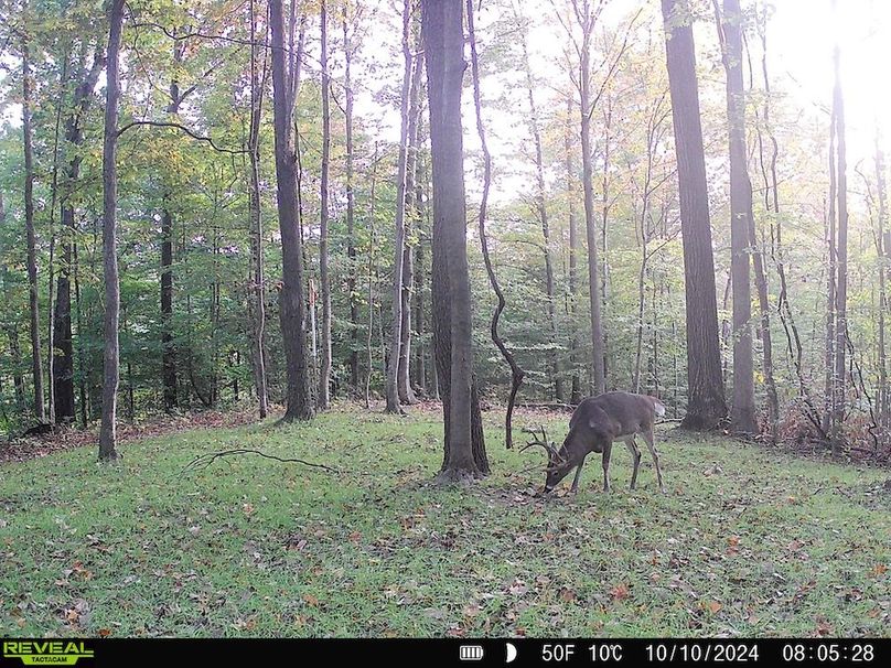 Trail Cam.9