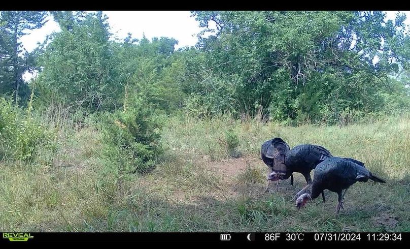 Trail Cam 6