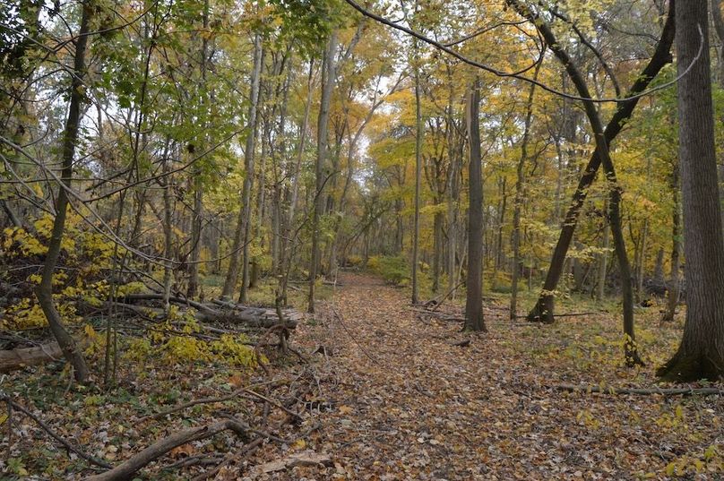 trail from cabin to plot